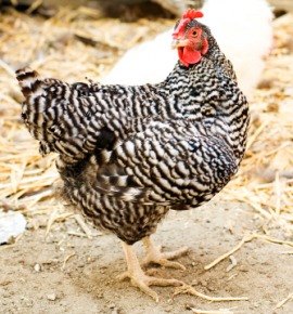 gallinaceous