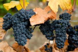 gamay