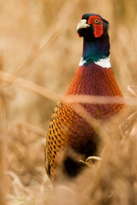 game bird
