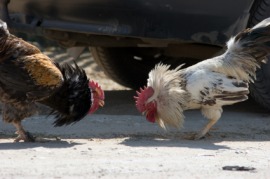 game fowl