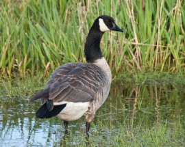 gander meaning