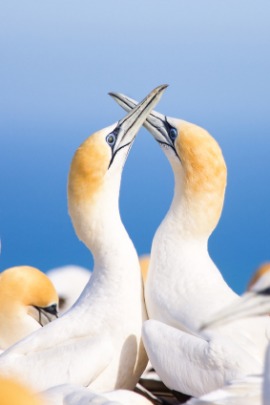 gannet