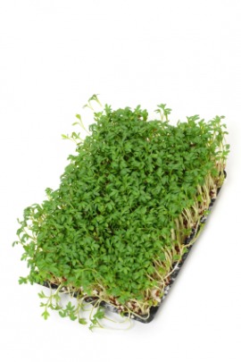 garden cress