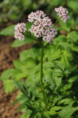 garden heliotrope