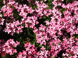 garland flower