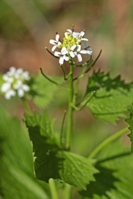 garlic mustard