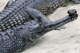 gavial
