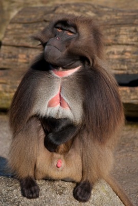 gelada