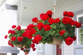 geranium