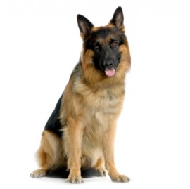German shepherd