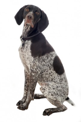 German shorthaired pointer