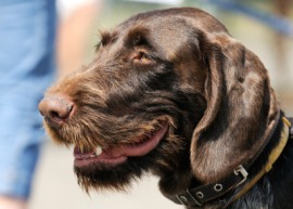 German wirehaired pointer