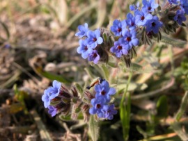 germander
