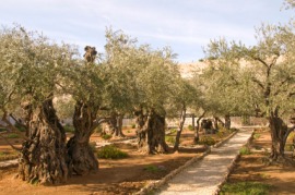 Gethsemane