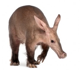 giant anteater