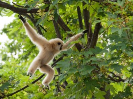 gibbon