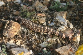 Gila monster
