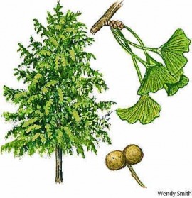 ginkgo