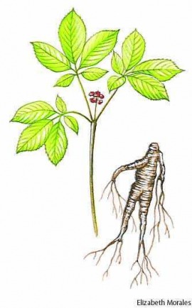 ginseng