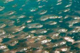 glassfish