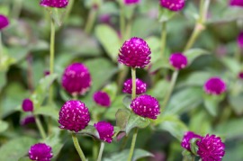 globe amaranth