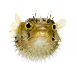 globefish
