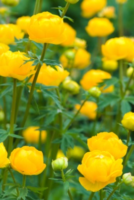 globeflower