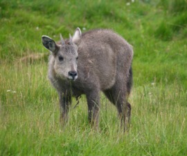 goat antelope