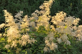 goatsbeard