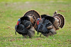 gobbler