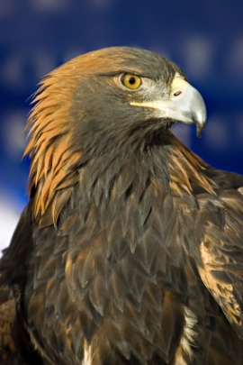golden eagle