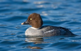 goldeneye