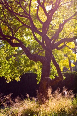 goldenrain tree