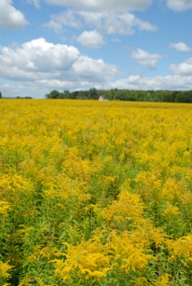 goldenrod