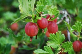 gooseberry