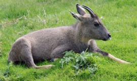goral