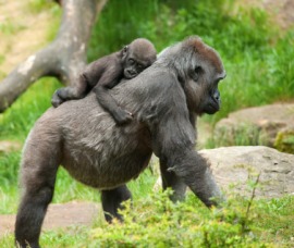 gorilla