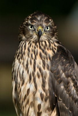 goshawk
