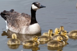 gosling
