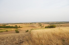 grainfield