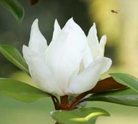 grandiflora