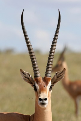 Grant's gazelle
