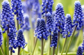grape hyacinth