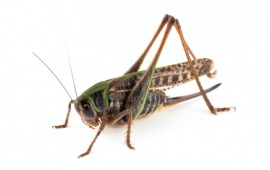 grasshopper