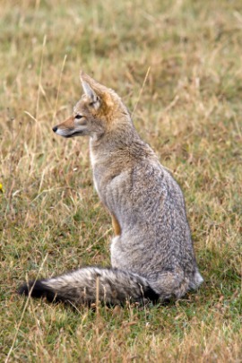 gray fox
