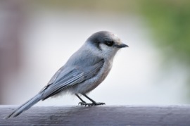 gray jay