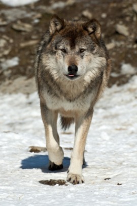 gray wolf