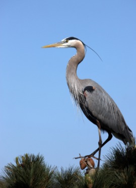 great blue heron