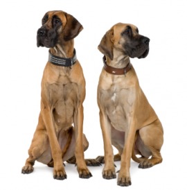 Great Dane