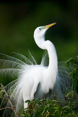 great egret